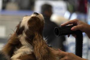 chevalier king perro de cerca siendo peinado foto