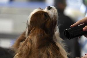 Chevalier king dog close up being combed photo