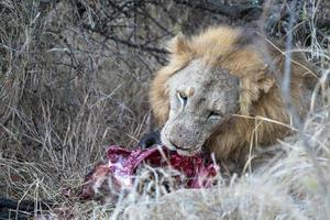 male lion in kruger park south africa eating a gnu photo