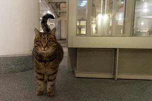 Roma, Italia - noviembre 21 2019 - un gato vivo dentro epigráfico museo foto