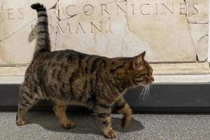 Roma, Italia - noviembre 21 2019 - un gato vivo dentro epigráfico museo foto