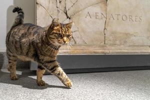 ROME, ITALY - NOVEMBER 21 2019 - A cat living inside epigraphic museum photo