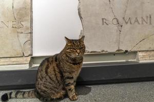 Roma, Italia - noviembre 21 2019 - un gato vivo dentro epigráfico museo foto