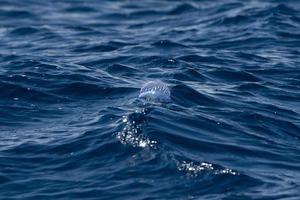 portuguese jellyfish in atlantic ocean photo