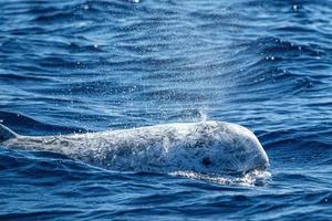 risso delfines grampus en el océano atlántico foto