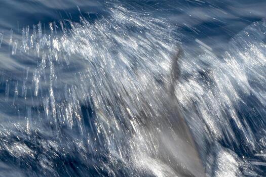 Move effect on Dolphin while jumping in the deep blue sea photo