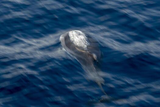 Move effect on Dolphin while jumping in the deep blue sea photo