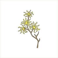 Un dibujo de línea continua Beauty Fresh Hamamelis para decoración de pared de arte para el hogar Impresión de póster. concepto de planta de arbustos de hoja caduca decorativos para tarjeta de invitación. Ilustración de vector de diseño de dibujo de una sola línea