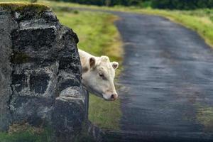 azores pico island cow photo