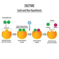 The Lock and Key Mechanism of enzyme action on substrate vector