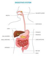 Human digestive system Anatomical vector illustration