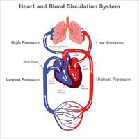 humano circulatorio sistema y sangre circulación vevtor ilustracion vector