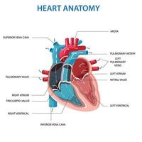 Ilustración de vector de anatomía del corazón humano