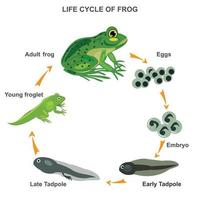 Life cycle of frog vector illustration