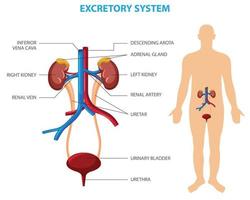 Human excretory system vector illustration