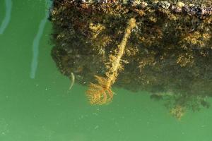 espirógrafo bajo el agua en aguas verdes del puerto foto