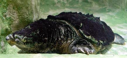 alligator snapping turtle underwater portrait photo