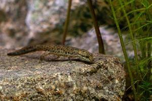 Sardinia Triton underwater sardinian brook salamander photo