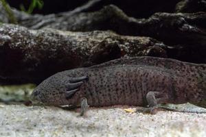 axolotl mexican salamander portrait underwater photo