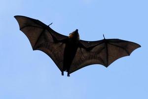 Flying fox bat portait while flying photo