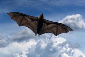 retrato de murciélago zorro volador mientras vuela foto