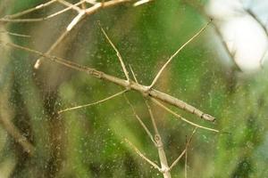 Annan stick insect close up photo