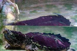 alligator snapping turtle underwater portrait photo