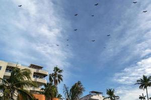 Zopilote vulture buzzard bird flying in Baja California photo