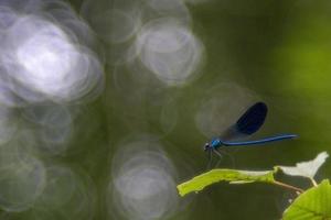 blue dragonfly macro close up photo