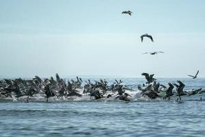 Pelican colony many birds in baja california photo