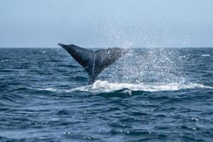 newborn baby calf humpback whale in cabo san lucas tail slapping photo