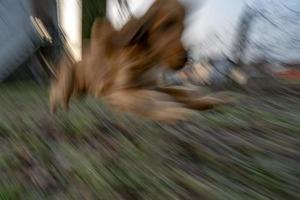 happy puppy dog cocker spaniel jumping photo