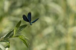 Open wings blue dragonfly macro photo