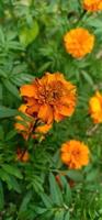 hermosas flores en la montaña foto