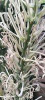 white plants in the garden photo