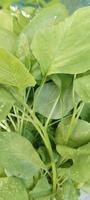 a green spinach photo