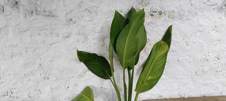 green plants for indoor photo