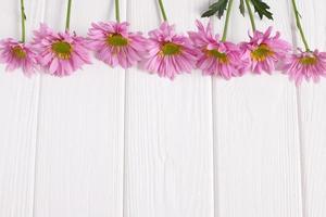 Pink daisy flowers on white wooden background photo