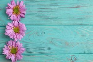 Pink daisy flowers on wooden background photo