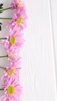 Pink daisy flowers on white wooden background photo