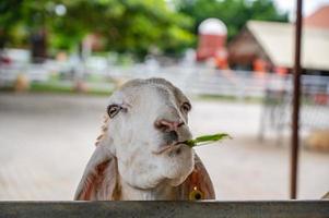 Close up cutiee white Sheep face looking at the camera in the farm at thailand photo