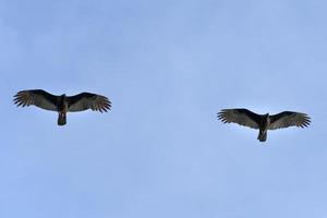 zopilote buitre ratonero ave volando en baja california foto