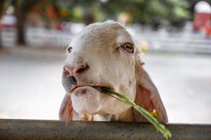 Close up cutiee white Sheep face looking at the camera in the farm at thailand photo