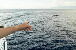 risso delfín grampus en el mediterráneo foto