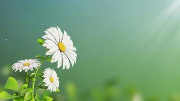 Flower with Green Background photo