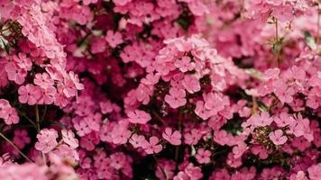 Beautiful Flower Macro Picture photo