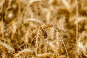 Wheat close up photo