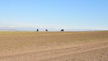 vaches sur des champs video