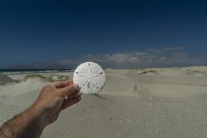 flower sea urchin skeleton on a sandy beach of mexico photo