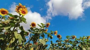 bajo ángulo enfocar fuera ver girasol campo en soleado día con nubes pasar en claro azul cielo. verano agricultura cosecha lapso de tiempo video